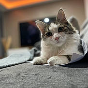 Aya a rejoint le concours — aidez-le/la à gagner de superbes lots ! animal, blurred_background, cat, close_up, cozy, curious, cute, feline, fur, gray, indoor, laying_down, paper, paw, pet, portrait, relaxed, soft_focus, warm_light, white