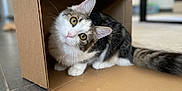 Aya participe au concours pour gagner de l'argent avec cette photo : animal, cardboard_box, cat, curious, cute, domestic_cat, ears, feline, floor, fluffy, household, indoor, kitten, looking, pet, playful, tail, tilted_head, whiskers, young_cat