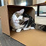 animal, cardboard_box, cat, curious, cute, domestic_cat, ears, feline, floor, fluffy, household, indoor, kitten, looking, pet, playful, tail, tilted_head, whiskers, young_cat