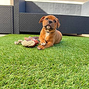 Kaïto participe au concours pour gagner de l'argent avec cette photo : puppy, dog, grass, toy, outdoor, lawn, pet, brown, cute, young, animal, playful, summer, relaxed, furniture, backyard, canine, collar, daytime, nature