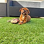 puppy, dog, grass, toy, outdoor, lawn, pet, brown, cute, young, animal, playful, summer, relaxed, furniture, backyard, canine, collar, daytime, nature