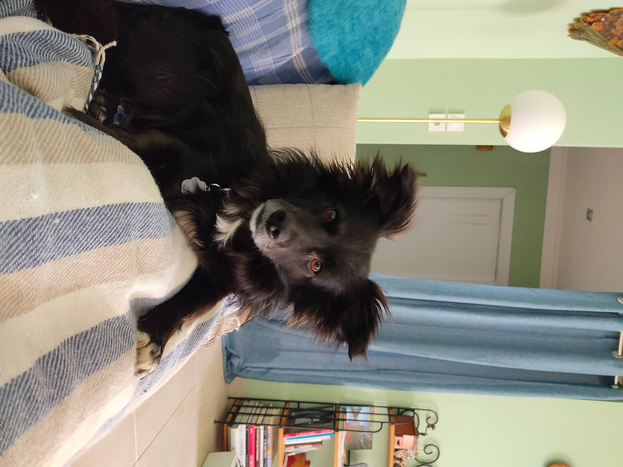 Gaspard participe au concours pour gagner de l'argent avec cette photo : black_cat, butterfly, canidae, carnivore, comfort, companion_dog, dog_breed, dog_supply, felidae, fur, insect, liver, pollinator, room, shelf, small_to_medium_sized_cats, sporting_group, tail, toy_dog, whiskers