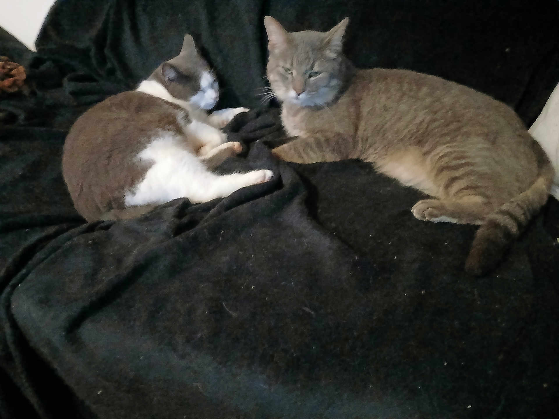 Pioupiou a rejoint le concours — aidez-le/la à gagner de superbes lots ! cat, feline, pet, animal, gray_cat, white_and_gray_cat, resting, lying_down, blanket, indoor, cozy, fur, whiskers, tail, relaxed, sleeping, domestic_animal, two_animals, companion, soft