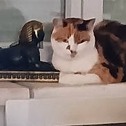 Chapy participe au concours pour gagner de l'argent avec cette photo : animal, background, black, blur, calico, cat, decor, feline, figurine, house, indoor, orange, pet, quiet, relaxing, resting, statue, white, white_surface, window