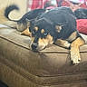 dog, puppy, black_and_tan, sleepy, lying_down, resting, face, eyes, paws, tail, fur, pet, animal, leather_ottoman, couch, indoor, living_room, pillows, blanket, portrait
