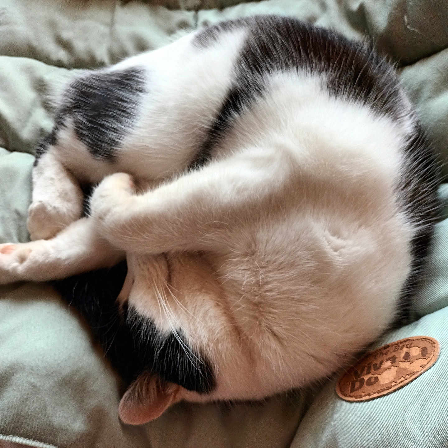 Pacha participe au concours pour gagner de l'argent avec cette photo : animal, bed, black_and_white, blanket, cat, comfort, cozy, curled_up, cute, domestic_animal, feline, fur, indoor, pet, quiet, relaxation, resting, sleeping, soft, whiskers