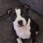 Aya a rejoint le concours — aidez-le/la à gagner de superbes lots ! puppy, dog, black_and_white, couch, indoor, pet, cute, looking_up, toy, front_paws, fur, ears, nose, eyes, sitting, texture, cozy, animal, domestic, young