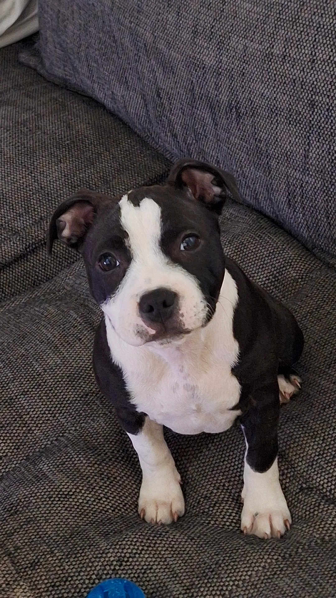 Aya a rejoint le concours — aidez-le/la à gagner de superbes lots ! puppy, dog, black_and_white, couch, indoor, pet, cute, looking_up, toy, front_paws, fur, ears, nose, eyes, sitting, texture, cozy, animal, domestic, young