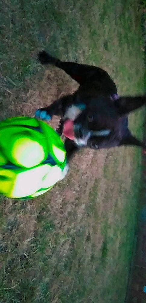 Suzy participe au concours pour gagner de l'argent avec cette photo : ball, canidae, carnivore, companion_dog, dog, dog_breed, dog_supply, football, grass, green, helmet, personal_protective_equipment, snout, soccer, soccer_ball, sporting_group, sports_equipment, sports_toy, tail, toy