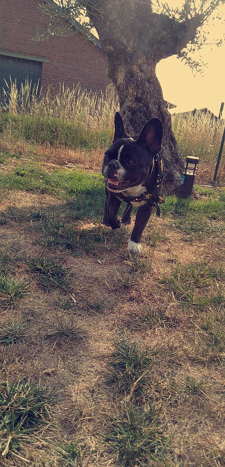 Suzy participe au concours pour gagner de l'argent avec cette photo : black_rhinoceros, boston_terrier, bulldog, carnivore, companion_dog, dog, dog_breed, fawn, french_bulldog, grass, landscape, molosser, plant, snout, soil, tail, terrestrial_animal, toy_dog, tree, working_animal