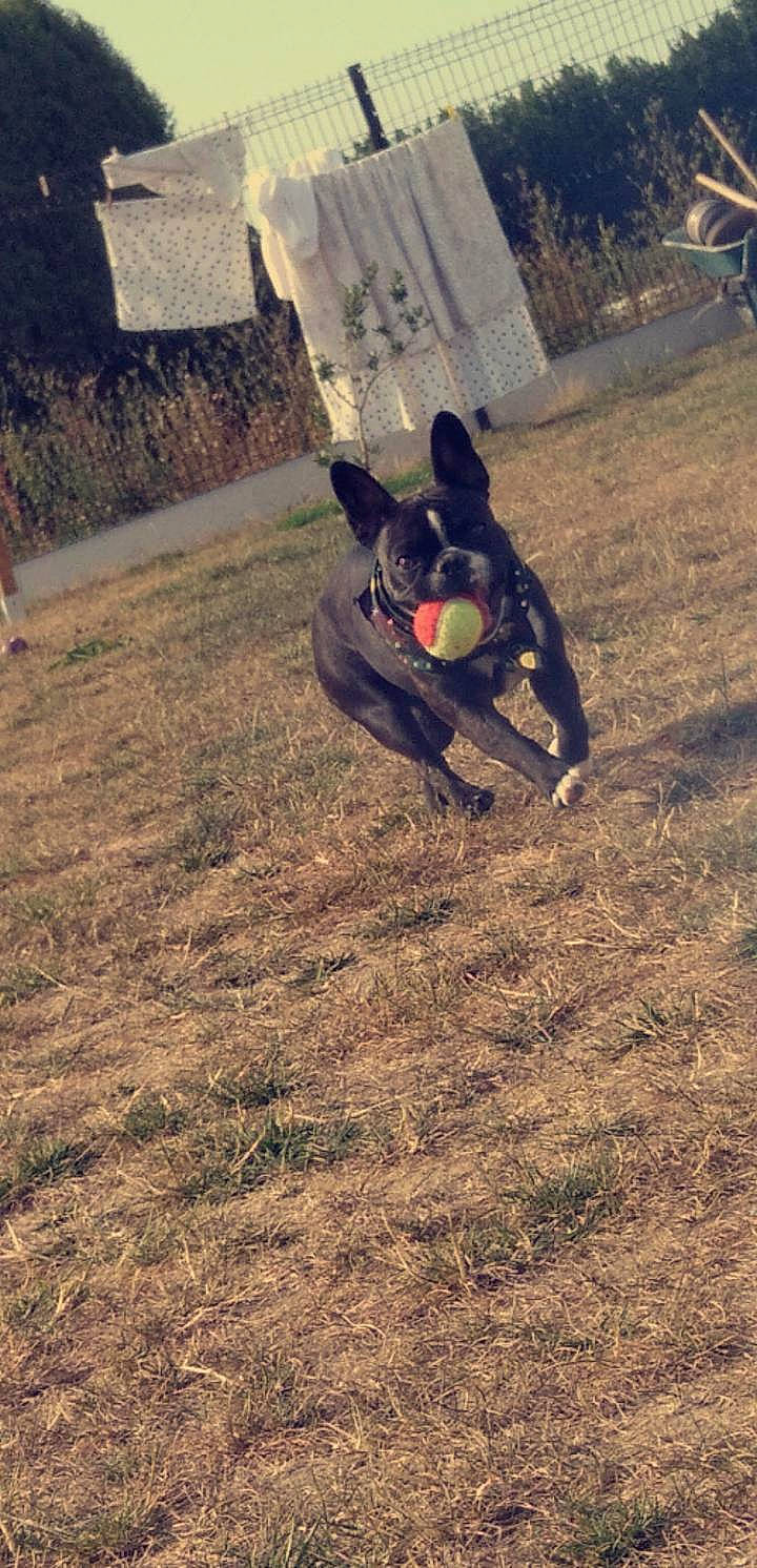 Suzy a rejoint le concours — aidez-le/la à gagner de superbes lots ! adventure, automotive_tire, automotive_wheel_system, canidae, dog_breed, extreme_sport, grass, grassland, landscape, leisure, pasture, personal_protective_equipment, plant, recreation, soil, sporting_group, sports, tree, wood, working_animal