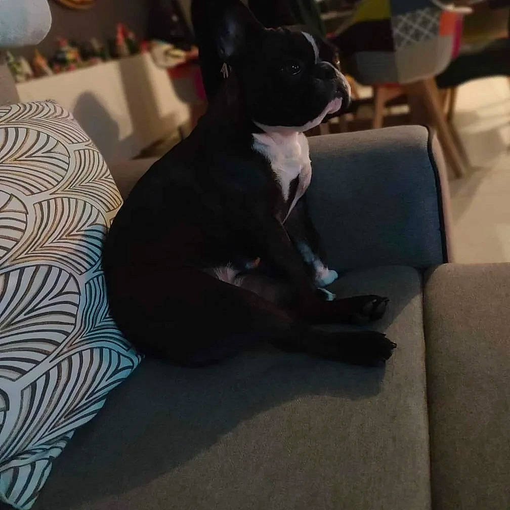 Suzy a rejoint le concours — aidez-le/la à gagner de superbes lots ! canidae, carnivore, comfort, companion_dog, dog, dog_breed, ear, fawn, flooring, fur, grey, guard_dog, linens, non_sporting_group, sitting, snout, sporting_group, toy_dog, whiskers, working_animal