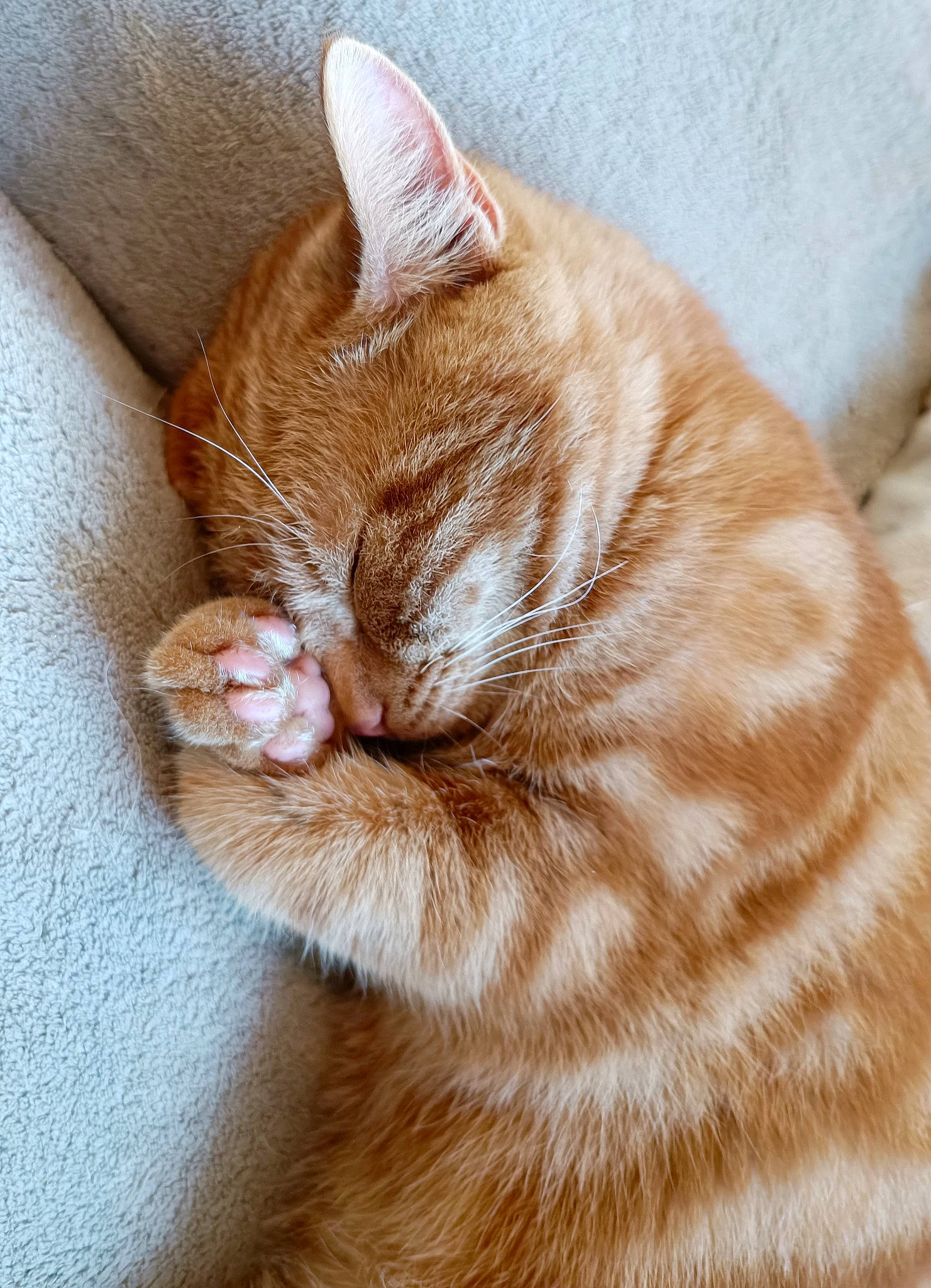 Michel participe au concours pour gagner de l'argent avec cette photo : carnivore, cat, claw, comfort, domestic_short_haired_cat, eye, fawn, felidae, foot, fur, nap, paw, peach, small_to_medium_sized_cats, snout, tail, terrestrial_animal, whiskers, wood, wrinkle