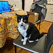 Chipie participe au concours pour gagner de l'argent avec cette photo : cat, black_and_white, chair, indoor, table, tablecloth, laptop, floor, wooden_floor, box, clothing, door, room, pet, looking, furniture, domestic, collar, curious, seated