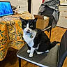cat, black_and_white, chair, indoor, table, tablecloth, laptop, floor, wooden_floor, box, clothing, door, room, pet, looking, furniture, domestic, collar, curious, seated