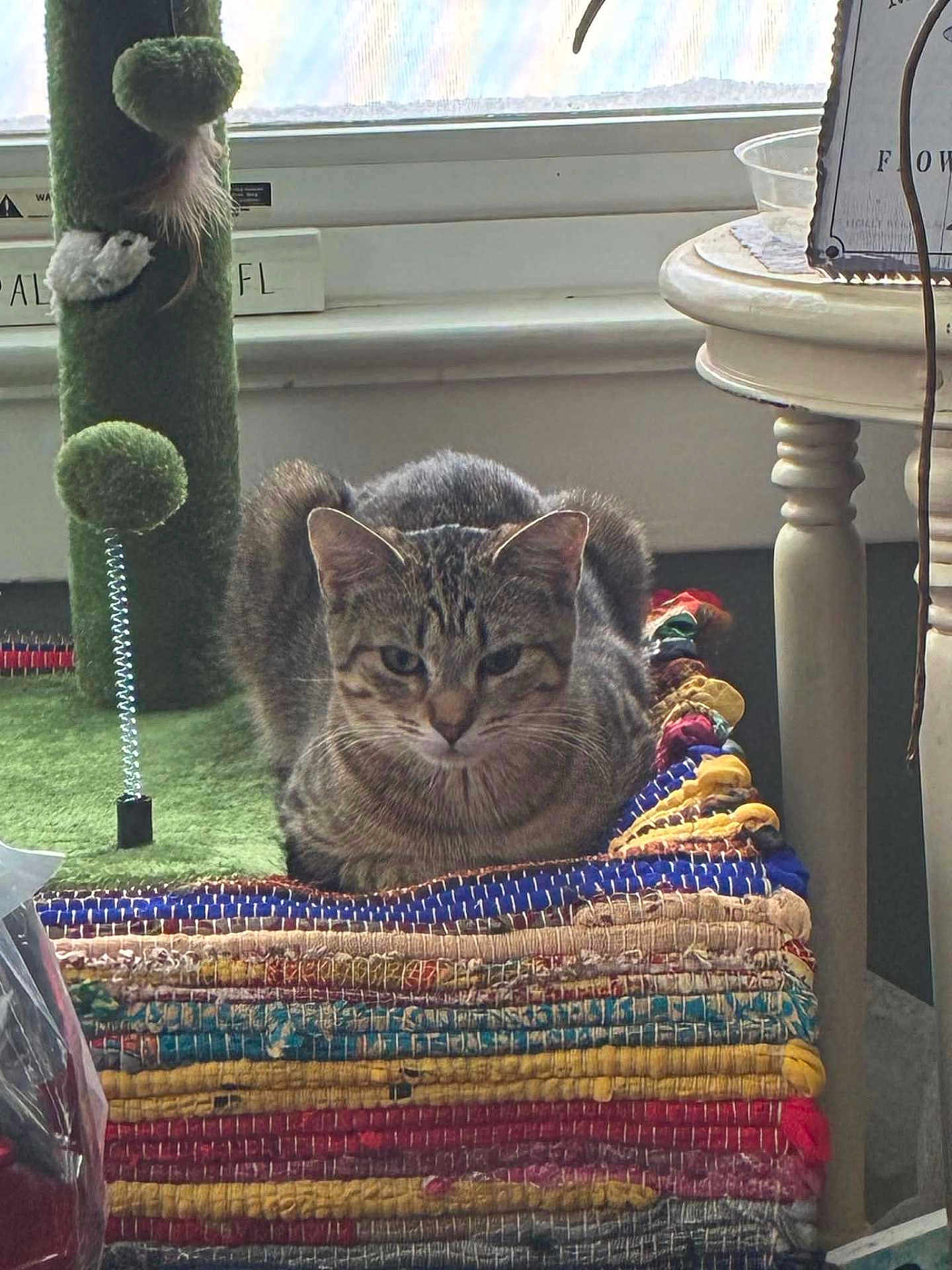 Willow joined the competition — help win amazing prizes! cat, tabby_cat, indoor, window, scratching_post, green, rug, woven_rug, table, round_table, natural_light, furniture, pet, animal, resting, colorful, home, cozy, domestic, quiet