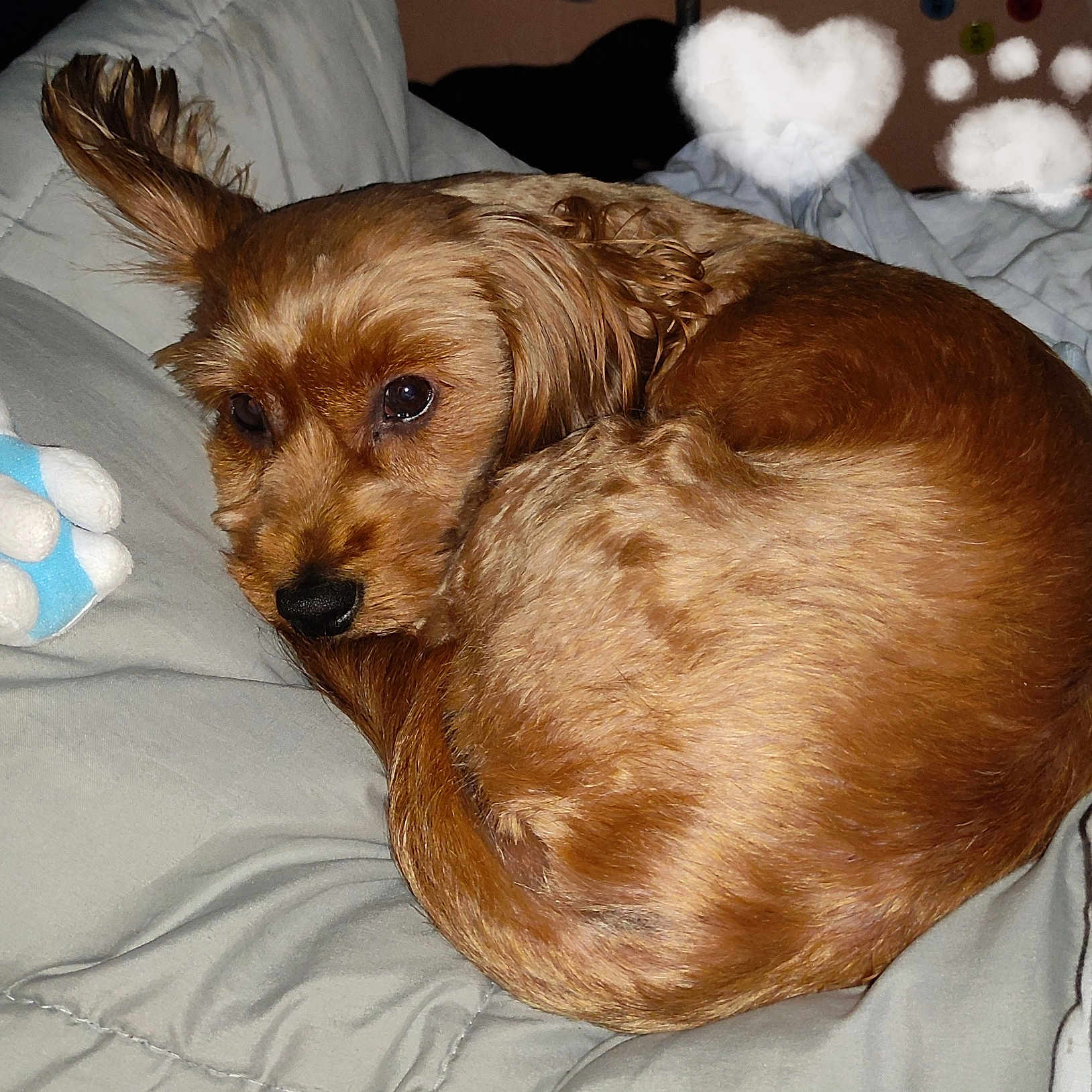 Naya a rejoint le concours — aidez-le/la à gagner de superbes lots ! animal, bed, blanket, canine, cockerspaniel, couch, cushion, dog, furniture, goldenretriever, homedecor, hound, papillon, person, pet, poodle, puppy, sleeping, terrier, toy