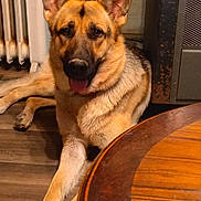 Shyla Rae is registered to the contest to win money with this photo: animal, black, brown, canine, companion, cozy, dog, domestic, ears, fur, german_shepherd, heater, indoor, paw, pet, radiator, relaxed, table, tongue_out, wooden_floor