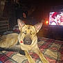 Shyla Rae is registered to the contest to win money with this photo: animal, basket, bed, blanket, canine, couch, dog, fan, flash_reflection, furniture, german_shepherd, indoor, living_room, mounted_deer_head, pet, plaid, red_collar, resting, television, wood_paneling