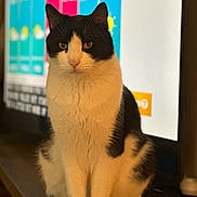 Charlie is registered to the contest to win money with this photo: black_and_white, blurred_background, cat, close_up, cozy, eyes, feline, fur, furniture, home, indoor, paws, pet, portrait, sitting, staring, television, tv_screen, whiskers, wooden_surface