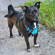 Bob participe au concours pour gagner de l'argent avec cette photo : dog, small_dog, black_dog, white_markings, blue_harness, pet, animal, outdoor, gravel_path, grass, greenery, yellow_flowers, curled_tail, alert, ears_up, walking, nature, daylight, canine, companion