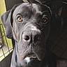 dog, black_dog, pet, indoor, curtains, window_light, crate, animal, canine, portrait, close_up, furniture, floor, looking_at_camera, domestic, mammal, companion_animal, eyes, face, nose
