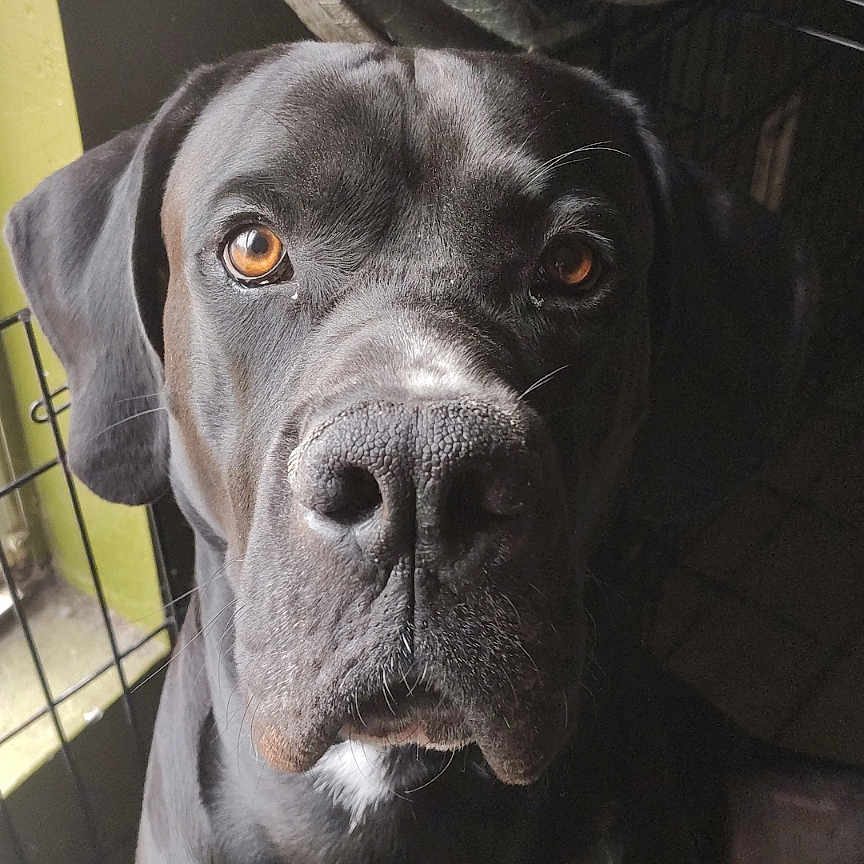 Bobo joined the competition — help win amazing prizes! dog, black_dog, pet, indoor, curtains, window_light, crate, animal, canine, portrait, close_up, furniture, floor, looking_at_camera, domestic, mammal, companion_animal, eyes, face, nose