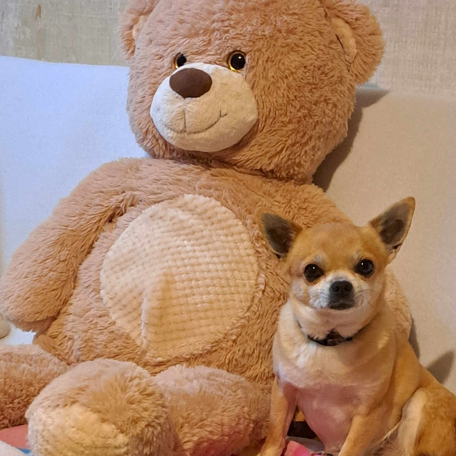 Nouckie participe au concours pour gagner de l'argent avec cette photo : animal, blanket, brown_dog, companion, couch, cozy, cute, dog, friendship, fur, home, indoor, pet, plush, relaxed, sitting, small_dog, stuffed_animal, teddy_bear, toy