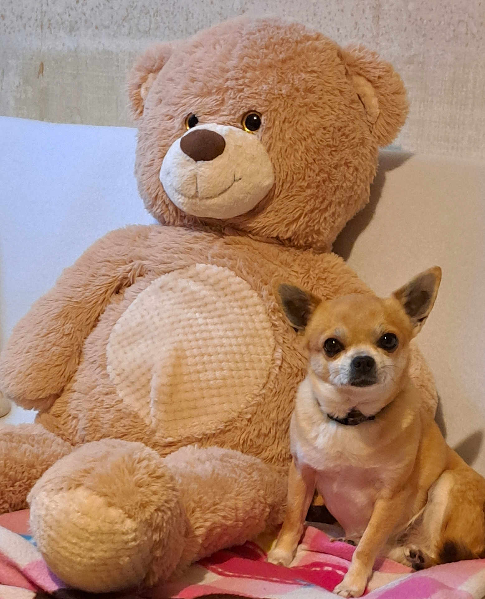 Nouckie participe au concours pour gagner de l'argent avec cette photo : animal, blanket, brown_dog, companion, couch, cozy, cute, dog, friendship, fur, home, indoor, pet, plush, relaxed, sitting, small_dog, stuffed_animal, teddy_bear, toy