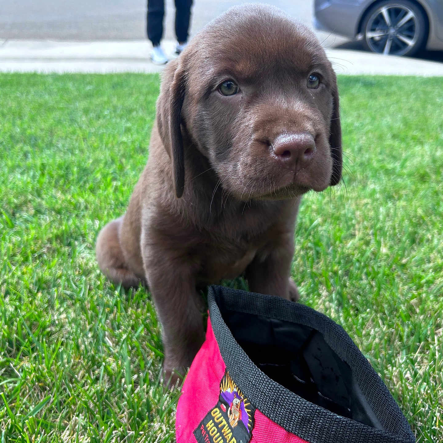 Baylee is registered to the contest to win money with this photo: puppy, dog, labrador, brown_fur, grass, outdoor, red_pouch, sidewalk, car, legs, curious, cute, pet, young_animal, sitting, fur, nature, daylight, closeup, animal