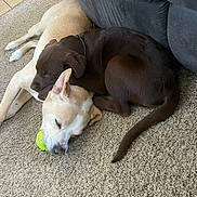 Baylee is registered to the contest to win money with this photo: dog, puppy, sleeping, nap, carpet, indoor, brown_dog, light_dog, tennis_ball, couch, pets, animal, companions, resting, cozy, cute, domestic, friendship, relaxation, house