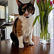 Keshi joined the competition — help win amazing prizes! cat, calico_cat, table, vase, tulips, flowers, indoor, wood, furniture, plant, greenery, window, daylight, domestic, pet, curious, closeup, kitchen, still_life, nature