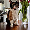 cat, calico_cat, table, vase, tulips, flowers, indoor, wood, furniture, plant, greenery, window, daylight, domestic, pet, curious, closeup, kitchen, still_life, nature