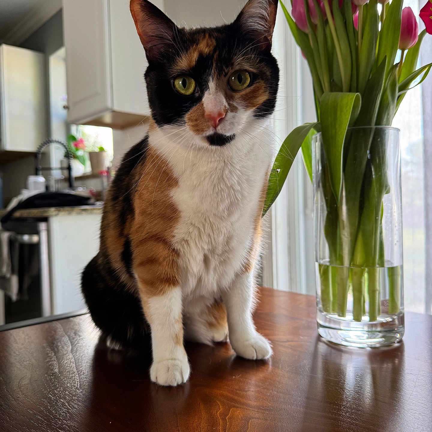 Keshi joined the competition — help win amazing prizes! cat, calico_cat, table, vase, tulips, flowers, indoor, wood, furniture, plant, greenery, window, daylight, domestic, pet, curious, closeup, kitchen, still_life, nature