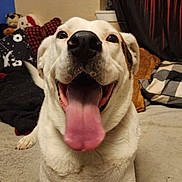 Milo joined the competition — help win amazing prizes! dog, tongue_out, happy, pet, indoor, blanket, pillow, cozy, fur, canine, smiling, close_up, bedroom, resting, animal, cute, domestic, friendly, white_dog, playful