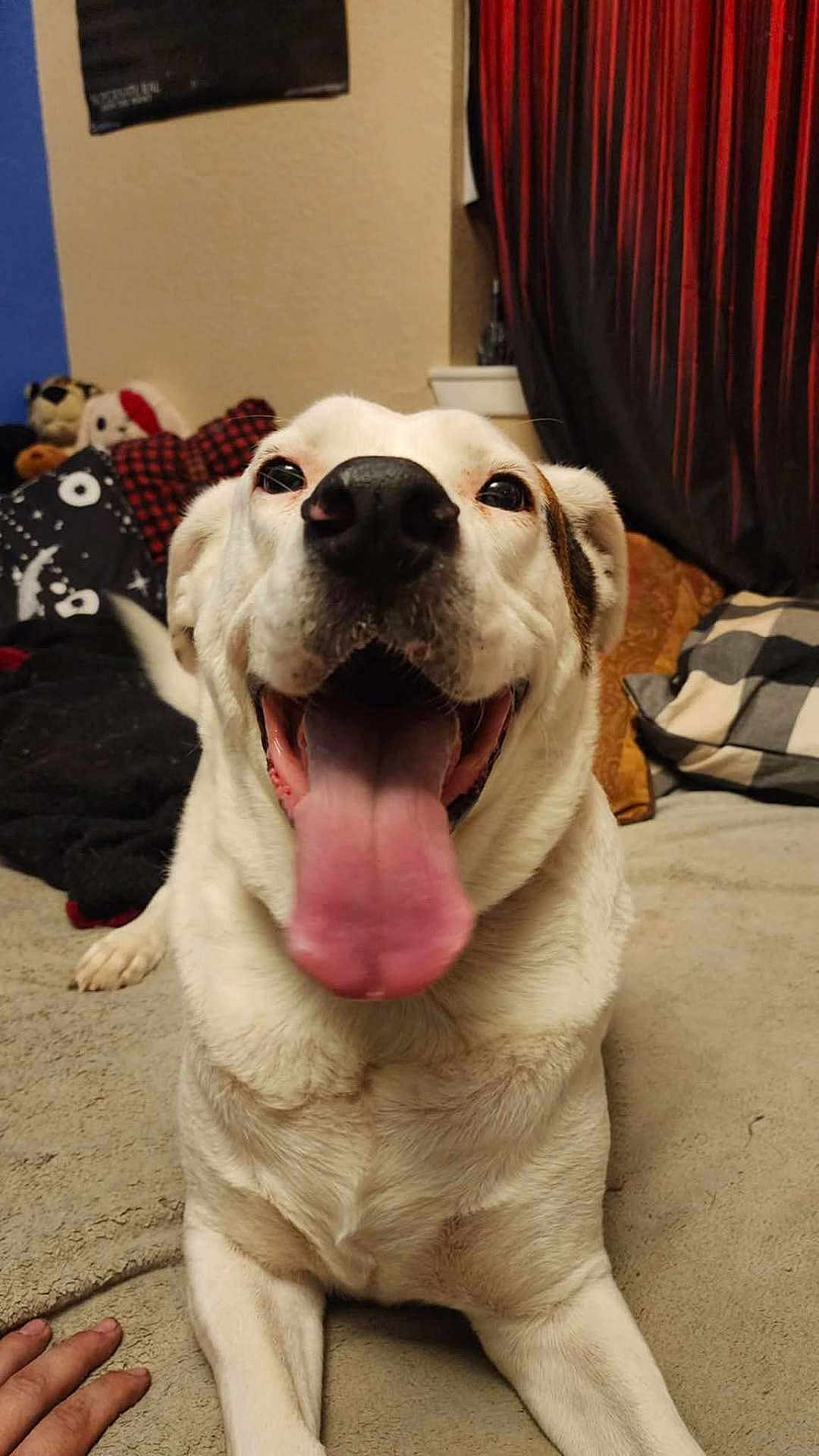 Milo