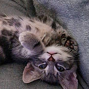 Dusty joined the competition — help win amazing prizes! kitten, cat, upside_down, gray_blanket, spotted_fur, cute, pet, whiskers, paws, sleepy, indoor, cozy, feline, young_cat, relaxed, closeup, domestic_animal, soft_texture, resting, playful