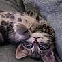 kitten, cat, upside_down, gray_blanket, spotted_fur, cute, pet, whiskers, paws, sleepy, indoor, cozy, feline, young_cat, relaxed, closeup, domestic_animal, soft_texture, resting, playful