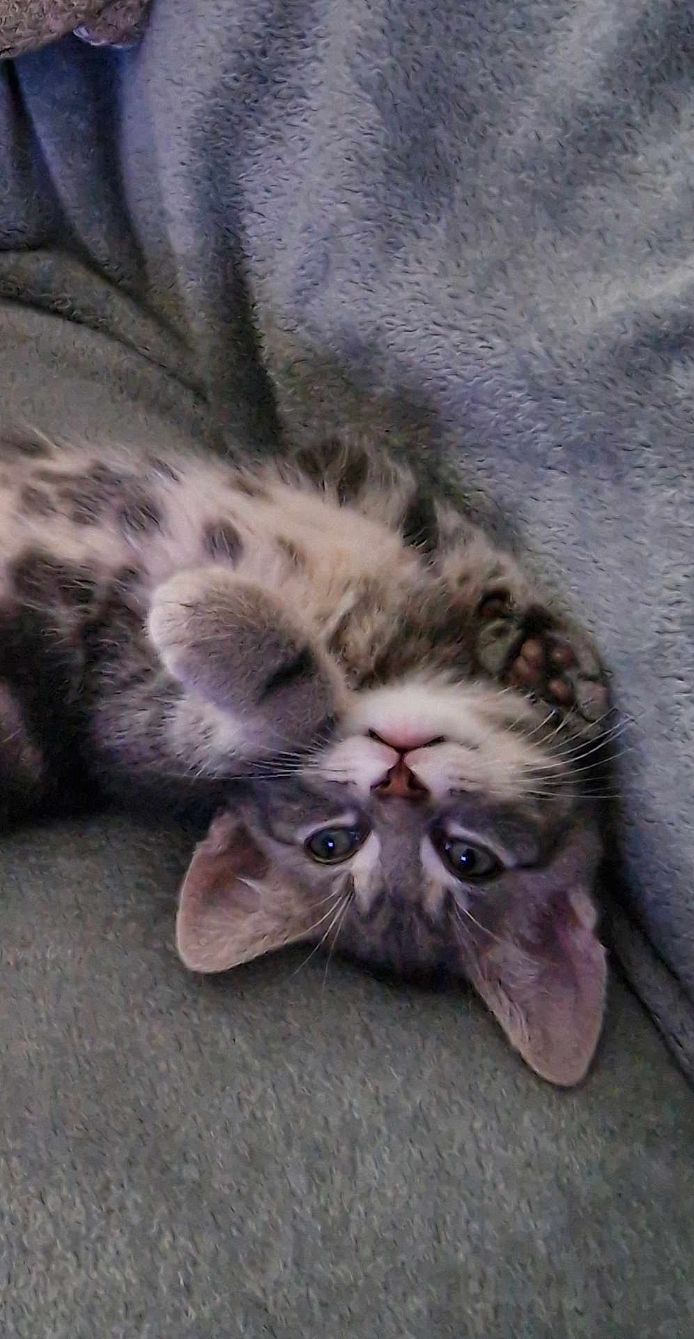 Dusty joined the competition — help win amazing prizes! kitten, cat, upside_down, gray_blanket, spotted_fur, cute, pet, whiskers, paws, sleepy, indoor, cozy, feline, young_cat, relaxed, closeup, domestic_animal, soft_texture, resting, playful