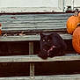 black_cat, cat, pumpkin, wooden_steps, autumn, fall, orange, outdoor, pets, animal, holiday, seasonal, door, porch, nature, leaf, decor, festive, quiet, relaxing
