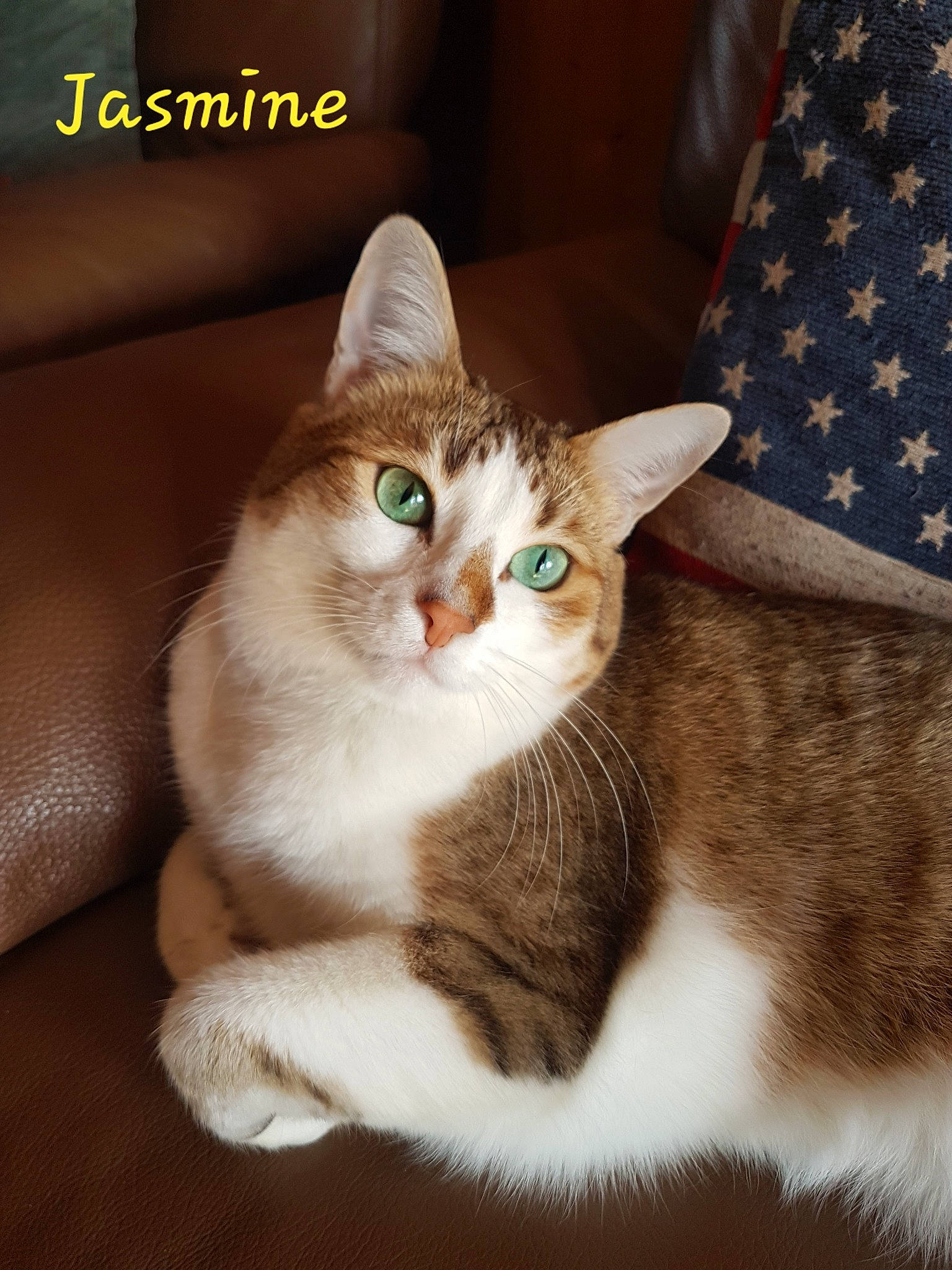 Jasmine