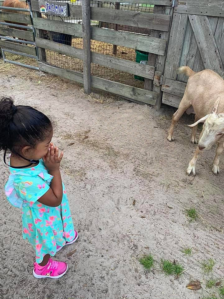 Mia is registered to the contest to win money with this photo: adaptation, bovine, child, cow_goat_family, fawn, goat, goats, livestock, person, play, toddler, vacation, zoo