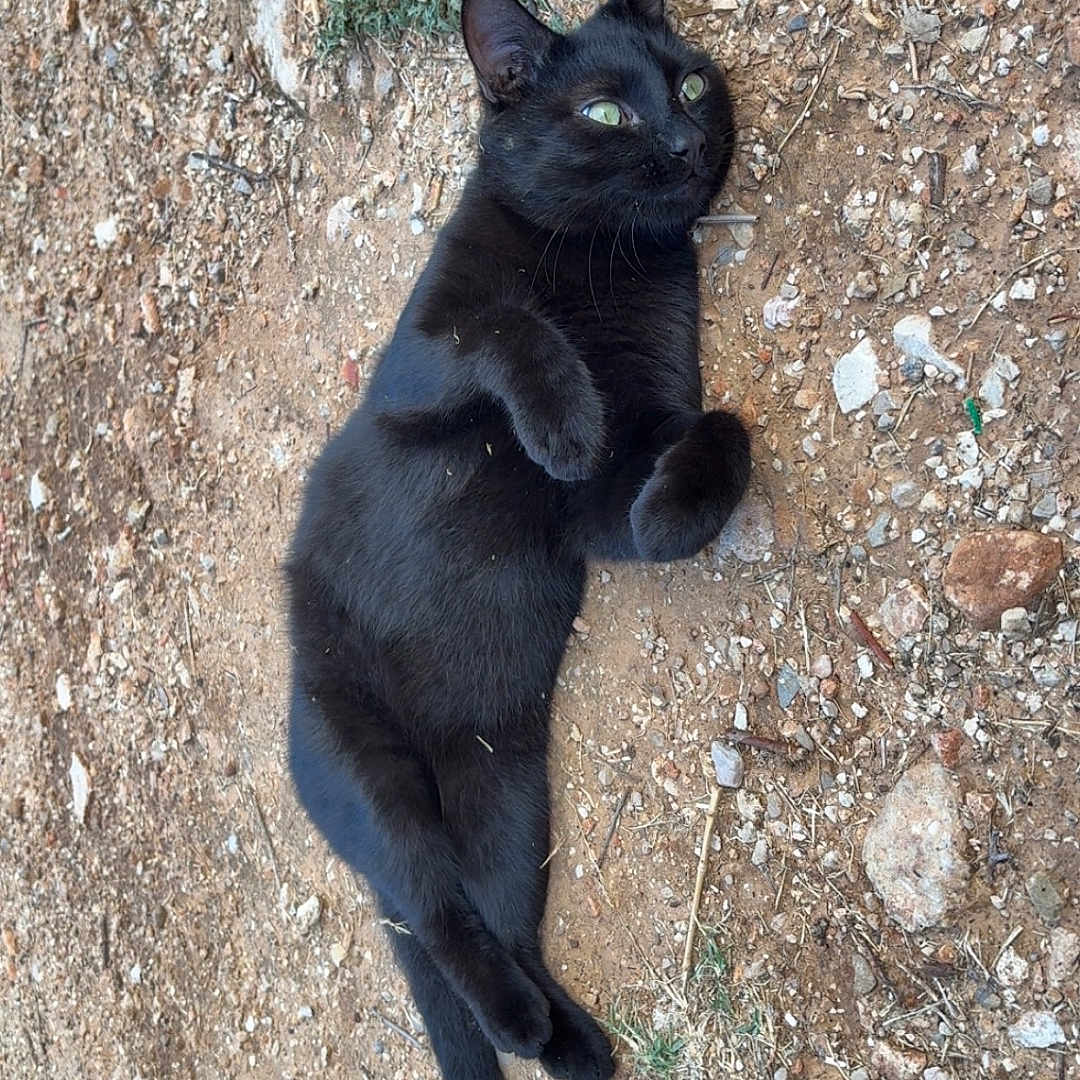 Kikito