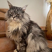 Nash a rejoint le concours — aidez-le/la à gagner de superbes lots ! cat, maine_coon, fluffy_fur, stairs, indoor, pet, animal, feline, long_hair, teracotta_tiles, vase, pampas_grass, sitting, fur, whiskers, ears, tail, domestic_animal, portrait, home