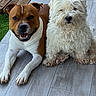 dog, two_dogs, brown_dog, white_dog, fluffy_dog, smiling_dog, pets, outdoor, patio, wooden_deck, tile_floor, companion, animal, friendly, cute, relaxed, lying_down, daylight, fur, canine