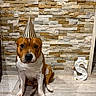 Sango participe au concours pour gagner de l'argent avec cette photo : dog, party_hat, stone_wall, floor, light_up_letter, party_blower, indoor, pet, brown_dog, white_paws, sitting, celebration, portrait, animal, cute, pet_accessory, decor, tile_floor, calm, looking_at_camera