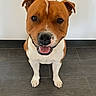 Sango participe au concours pour gagner de l'argent avec cette photo : dog, brown, white, pet, smiling, sitting, floor, tile, kitchen, indoor, animal, canine, happy, looking_up, ears, fur, domestic, friendly, companion, cute