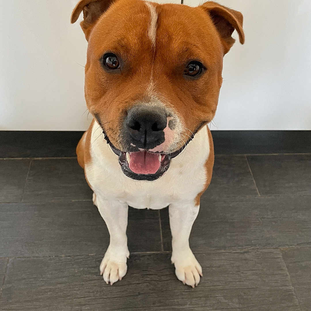 Sango participe au concours pour gagner de l'argent avec cette photo : dog, brown, white, pet, smiling, sitting, floor, tile, kitchen, indoor, animal, canine, happy, looking_up, ears, fur, domestic, friendly, companion, cute