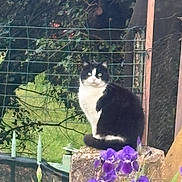 Chat Libre a rejoint le concours — aidez-le/la à gagner de superbes lots ! cat, black_and_white_cat, flower, purple_flower, stone_post, garden, fence, greenery, outdoor, pet, animal, nature, flora, sitting, calm, fur, whiskers, leaf, plant, daylight