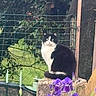 cat, black_and_white_cat, flower, purple_flower, stone_post, garden, fence, greenery, outdoor, pet, animal, nature, flora, sitting, calm, fur, whiskers, leaf, plant, daylight
